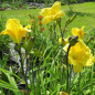 Preview: ein weiteres Foto der Taglilie Sweet Pea